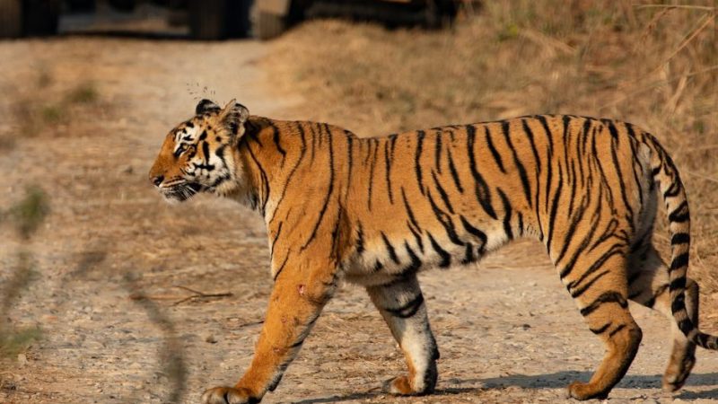 Jim Corbett National Park